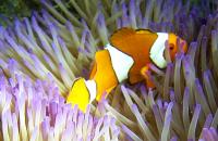 barrierreef-160.jpg