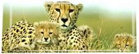 cheetah.jpg
