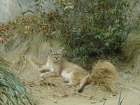 cougar.jpg