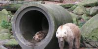 grolar-bears.jpg grolar-bears.jpg