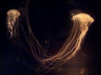 jellyfish.jpg