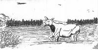 moose.jpg