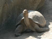tortoise41.jpg